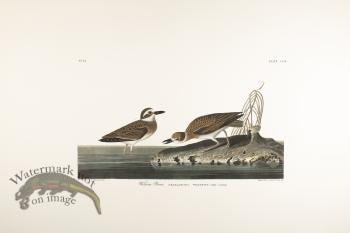 Wilson's Plover